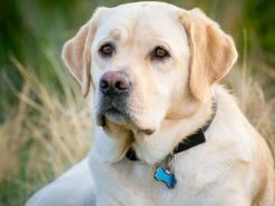 Nite Ize MicroLink Pet Tag Karabijnhaak 2-Pack -Kampeerartikelen Korting 66f3e0481d1908.14341890